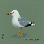 carolina gull504