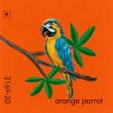 orange parrot843