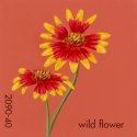 wild flower990