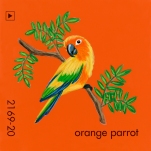 orange parrot179